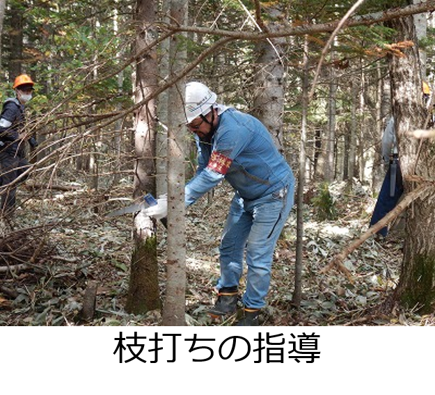 14現地研修にて講師として指導林家が安全な木の伐倒について実演している様子