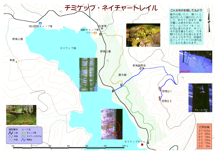 trail (GIF 85.8KB)