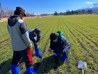 小麦の茎数の数え方を説明しています