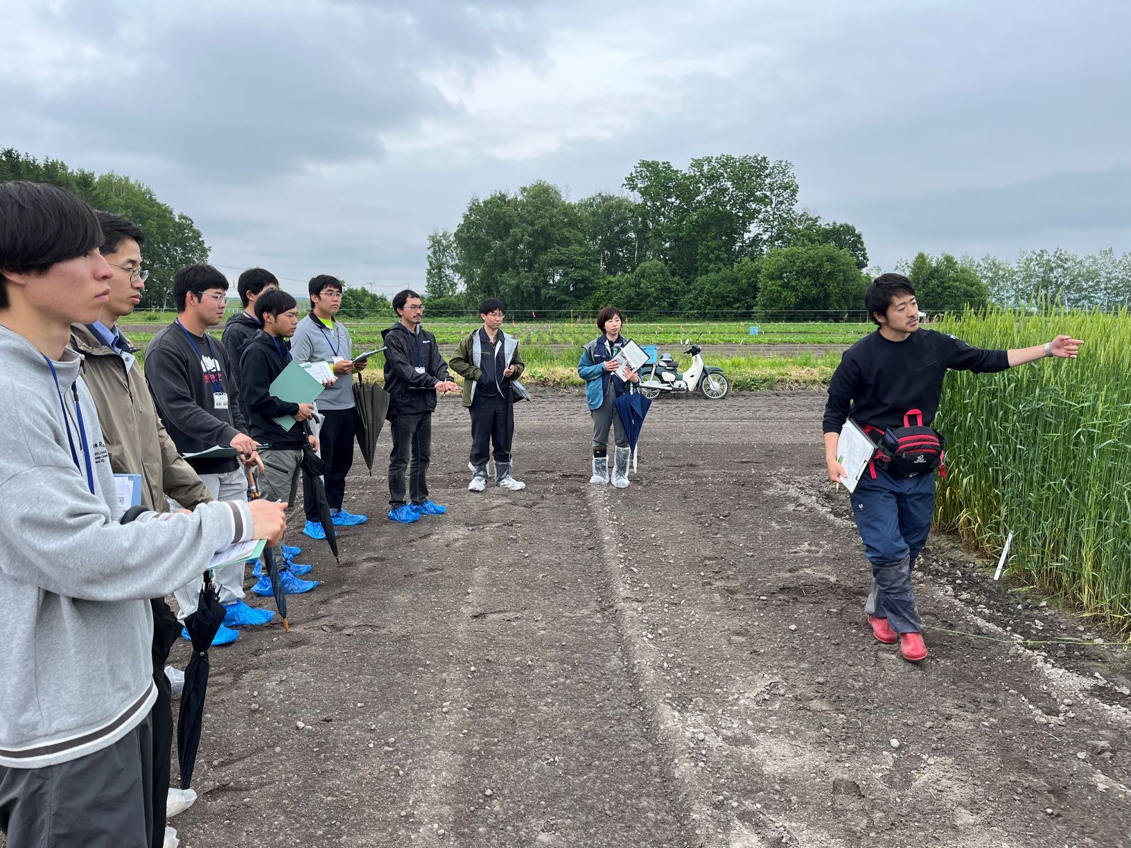 小麦の育種の変遷を目で見て実感