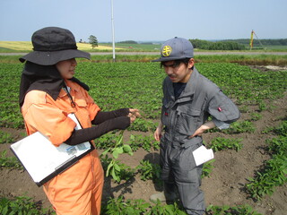 根粒の着生程度を調査