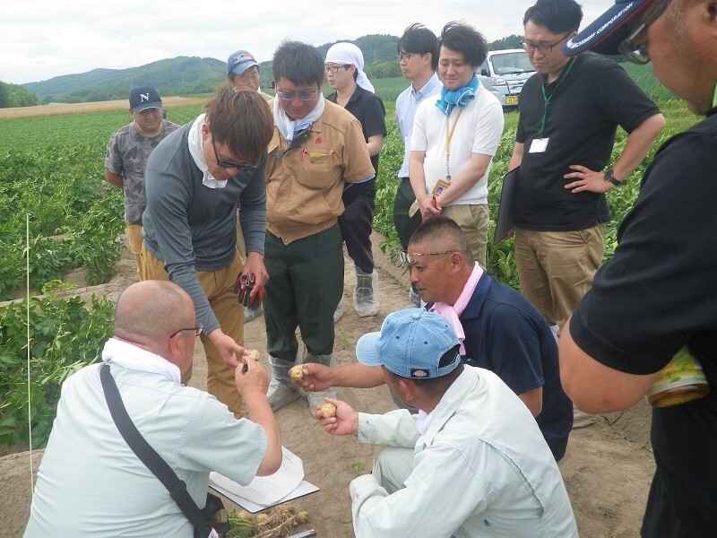 土壌pH調整試験ほのばれいしょを試し掘りし確認