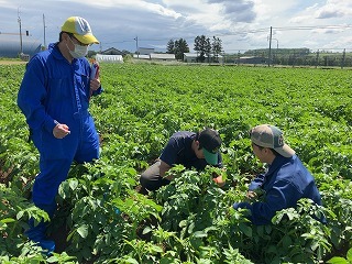 自らのほ場のばれいしょを調査をする塾生