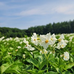 満開に咲き誇るでん粉原料用ばれいしょ「コナヒメ」