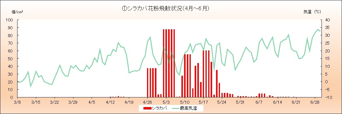 令和6年(2024年)シラカバ花粉飛散状況