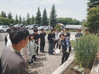 植えてある小麦を見ながら、小麦の生理を説明