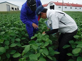 大豆の生育をほ場で確認