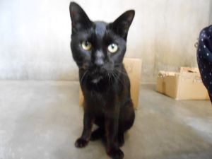 黒猫全身.JPG