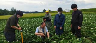 ばれいしょ・小麦・てんさいの生育の見方を実演後に、皆で調査（7月）