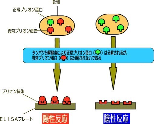 ELISAの仕組み