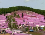 芝桜公園の写真