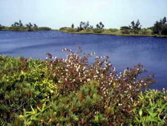 ピヤシリ湿原の池塘2