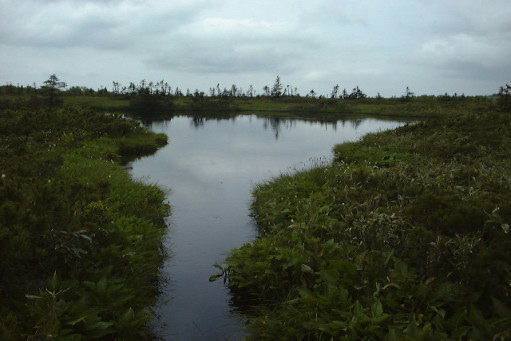 ピヤシリ湿原の池塘3
