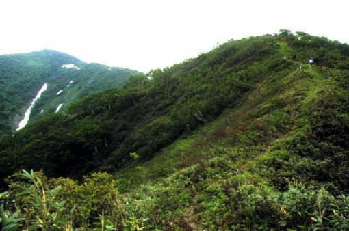 中央登山道付近のダケカンバ帯