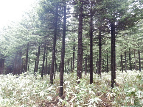付加価値の高いアカエゾマツ人工林施業実証林の様子