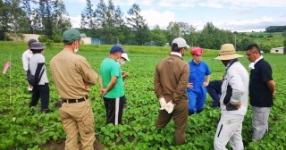 写真4：小豆の施肥試験で生育状況を確認