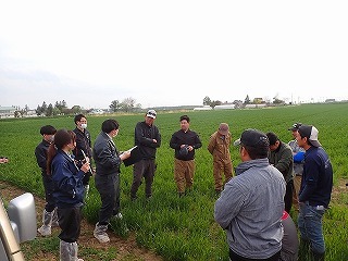 秋まき小麦のほ場で青空講習会を行いました