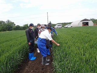 本年の秋まき小麦の生育を確認