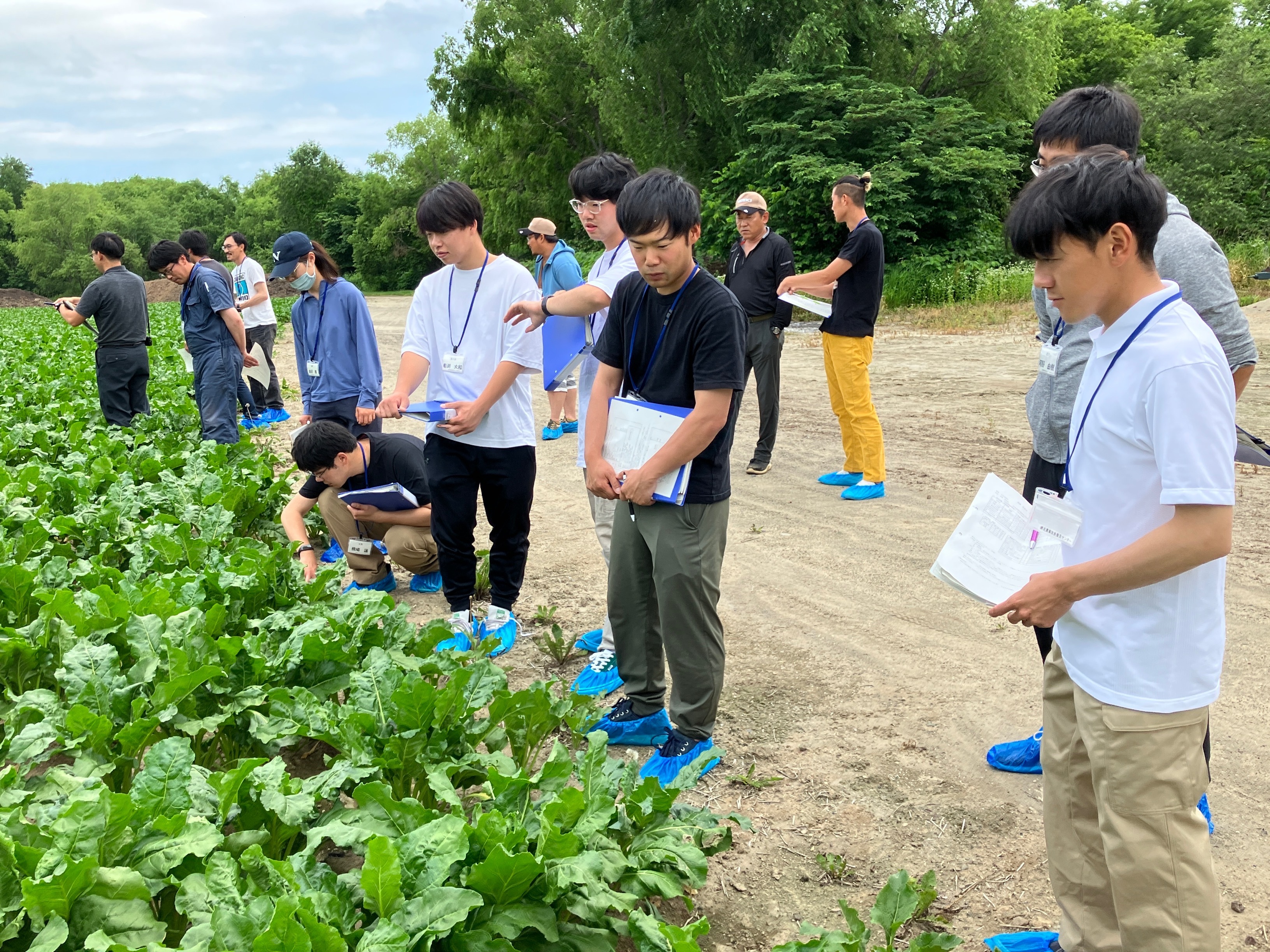 高橋指導農業士のてん菜ほ場を視察