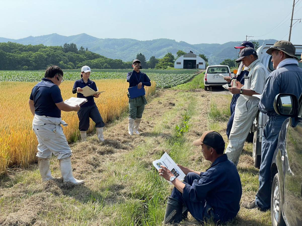 小麦の生育について情報共有