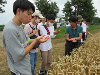 穂から粒を出す方法を説明。「小麦の粒、初めて見た！」