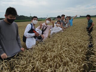 初めて小麦畑に入った生徒達。「小麦ってチクチクするんだね！」