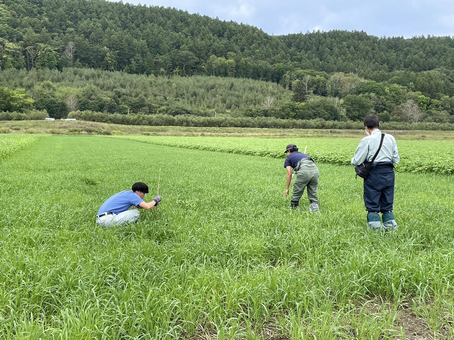 緑肥作物の違いによる生育差が見られました